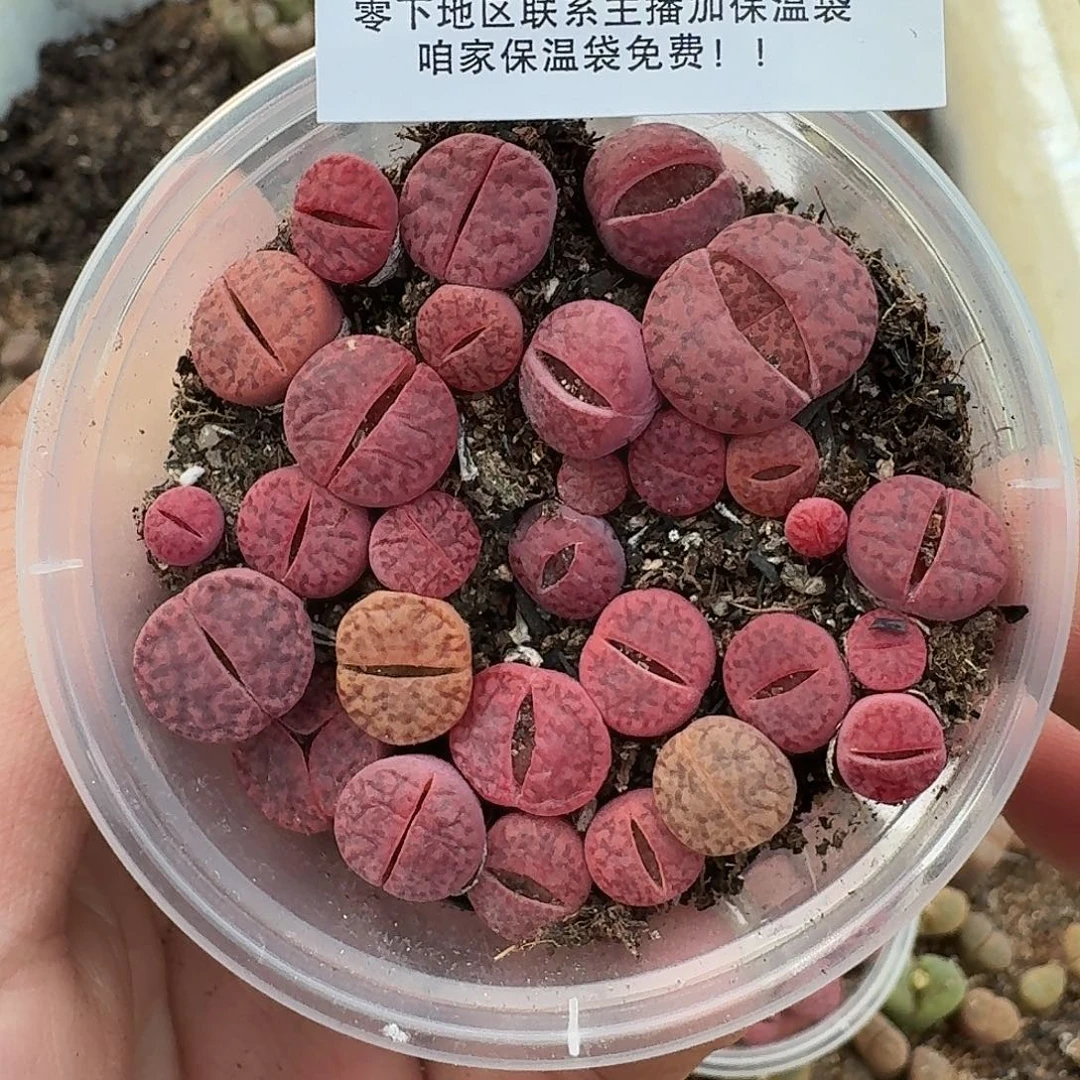 2502 哈哈哈哈哈哈哈