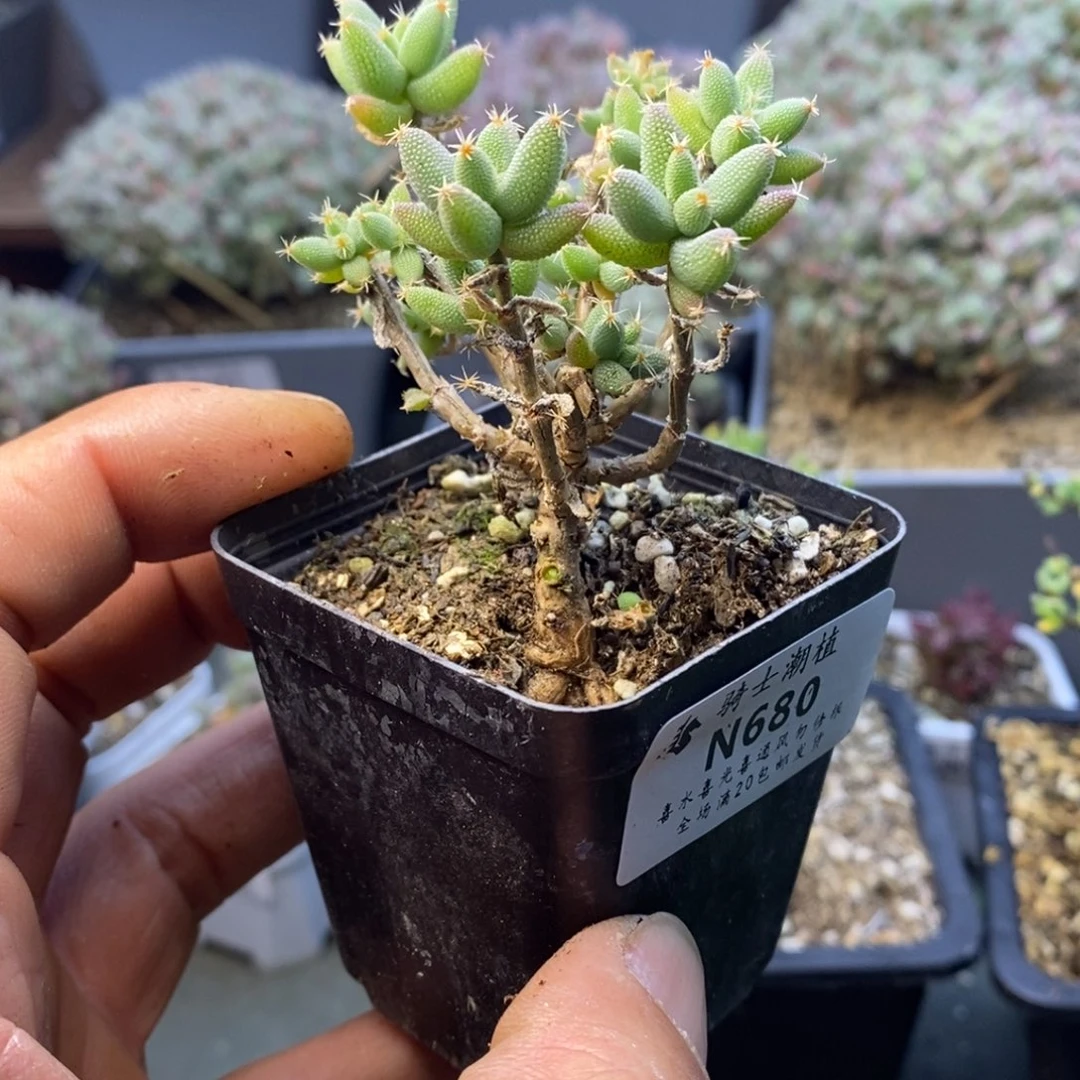 680玉米枝干番杏
