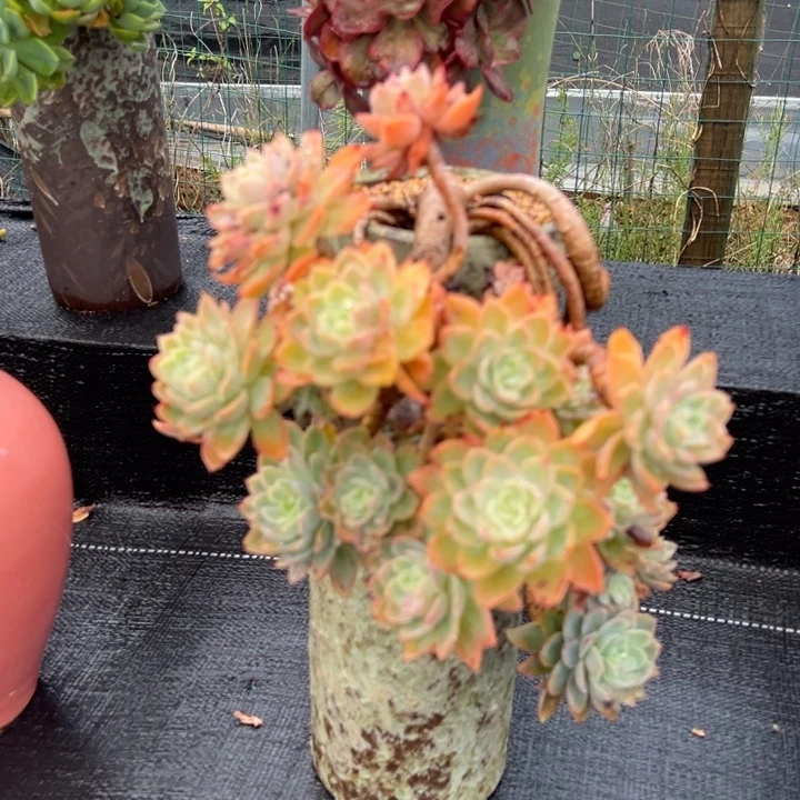 丝绸面纱脱土发货。国庆节后再发。