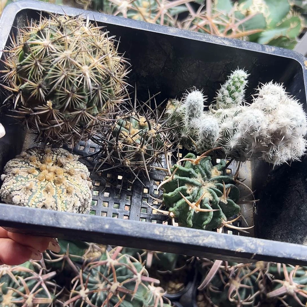 组合仙人球66666666