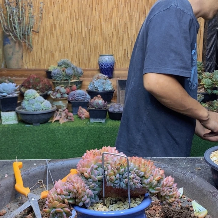 v***笑389号莎莎女王多肉植物