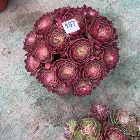 凤***167万圣夜朵朵多肉