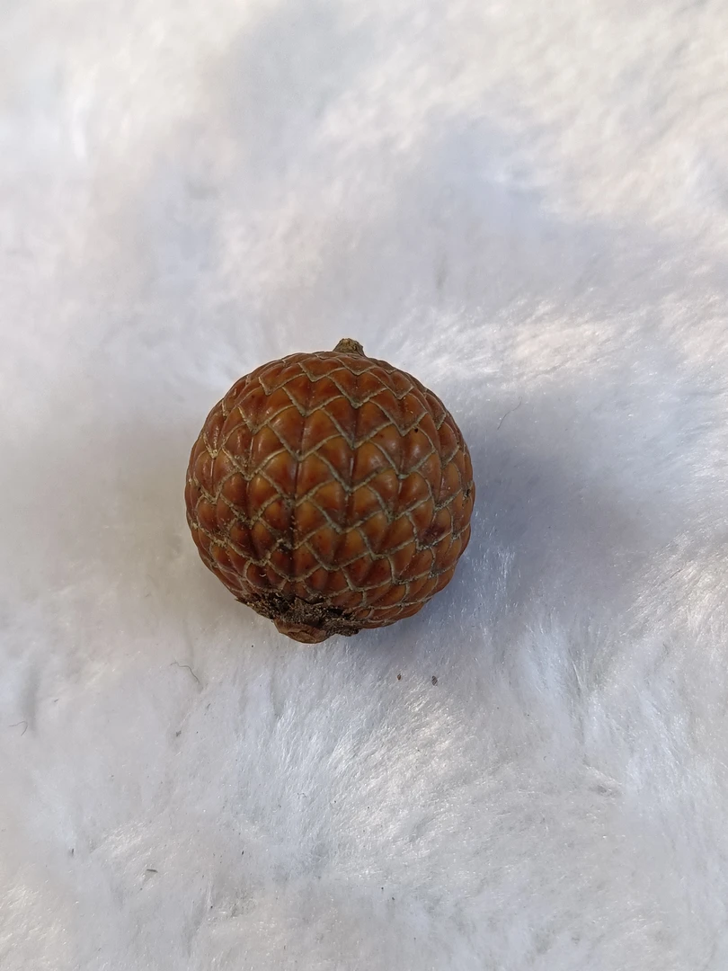 海南原生态零脱脂星月菩提