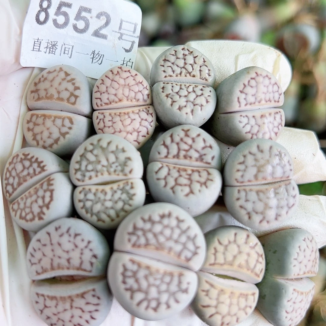 8552 好养易活生石花大母本12个2cm左右