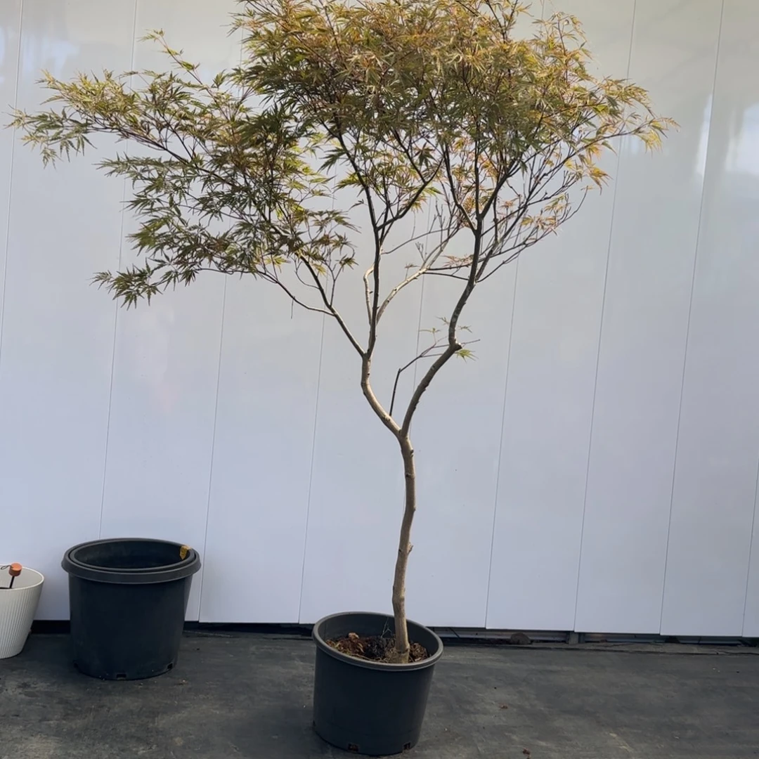无花朵朱红枝垂一物一拍