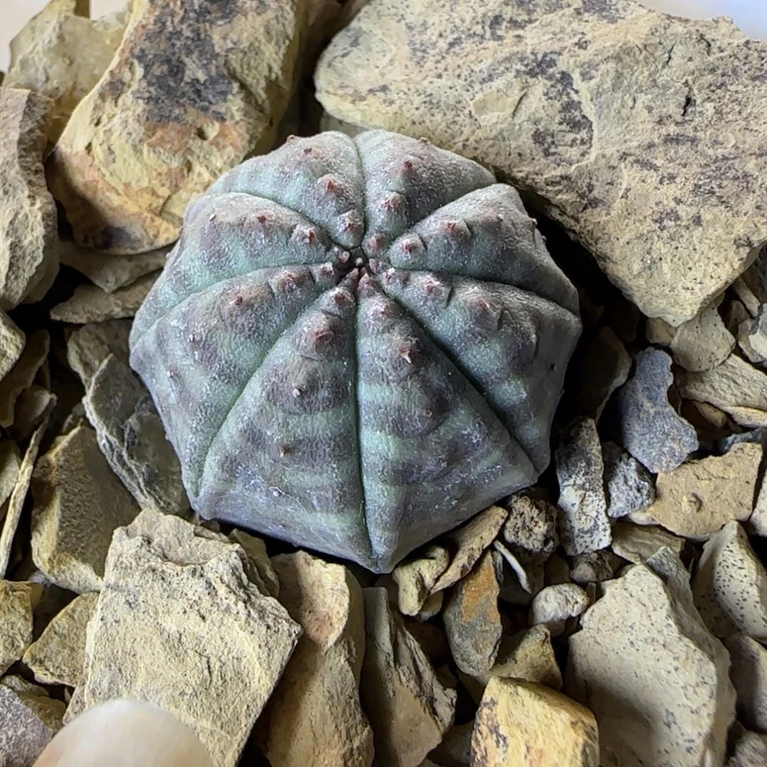 威***廉012实生神玉多肉2.5