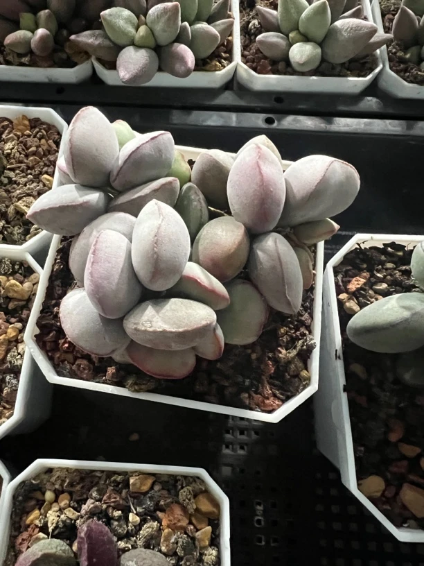 勿忘水泡多肉植物