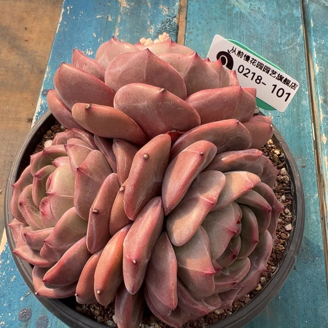 从前慢多肉精选编号0218..101