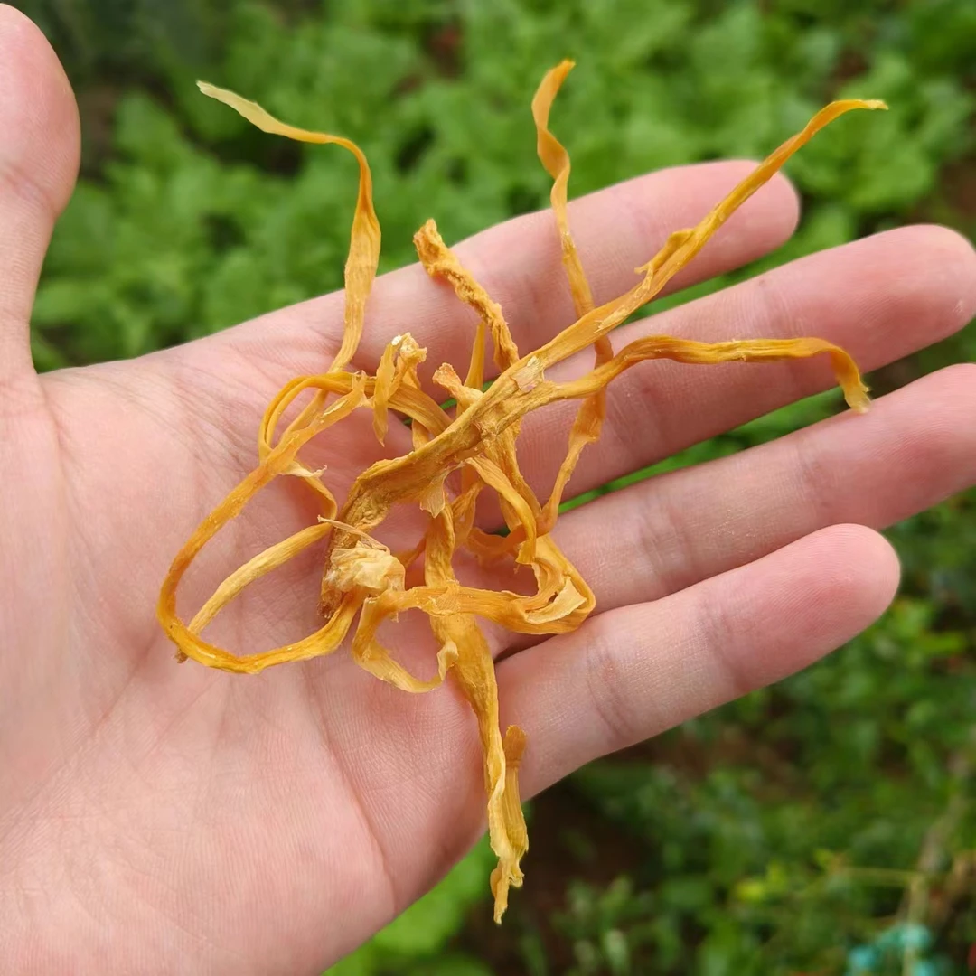 云南高山高海拔虫草花