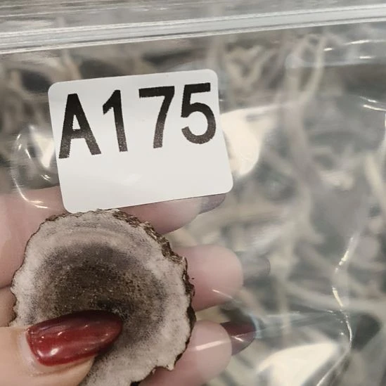 祥***和鹿角鹿角鹿角鹿角鹿角