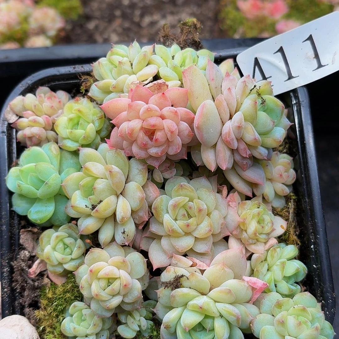 多肉植物多肉植物411