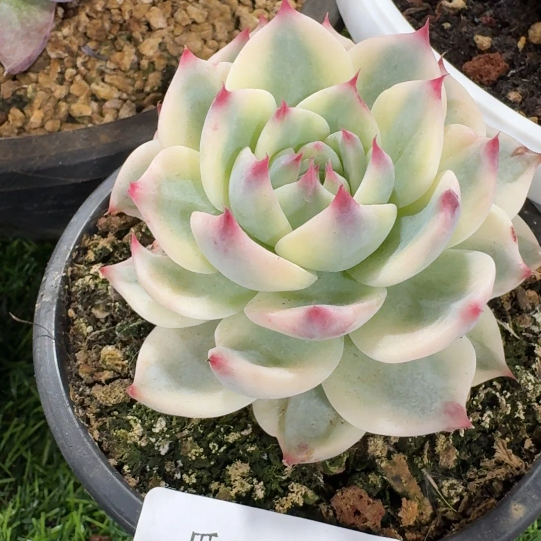 1329吉娃娃锦多肉植物晾晒