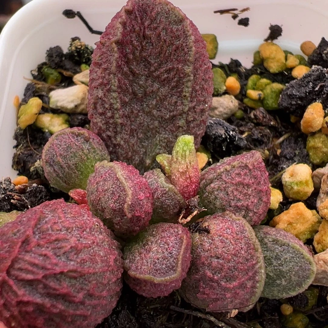 福利款实生新品大苗多肉植物