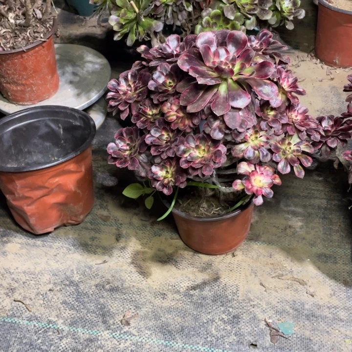 74多肉植物多肉多肉