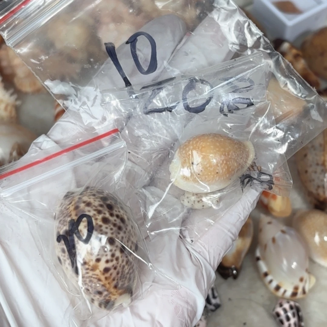 蓝***虾天然海螺标本福利