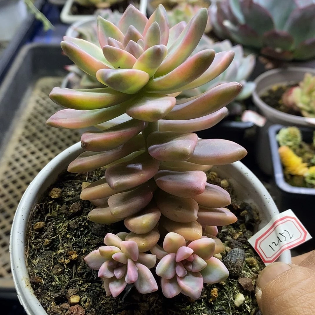 A****-12152 淡雪锦多肉植物