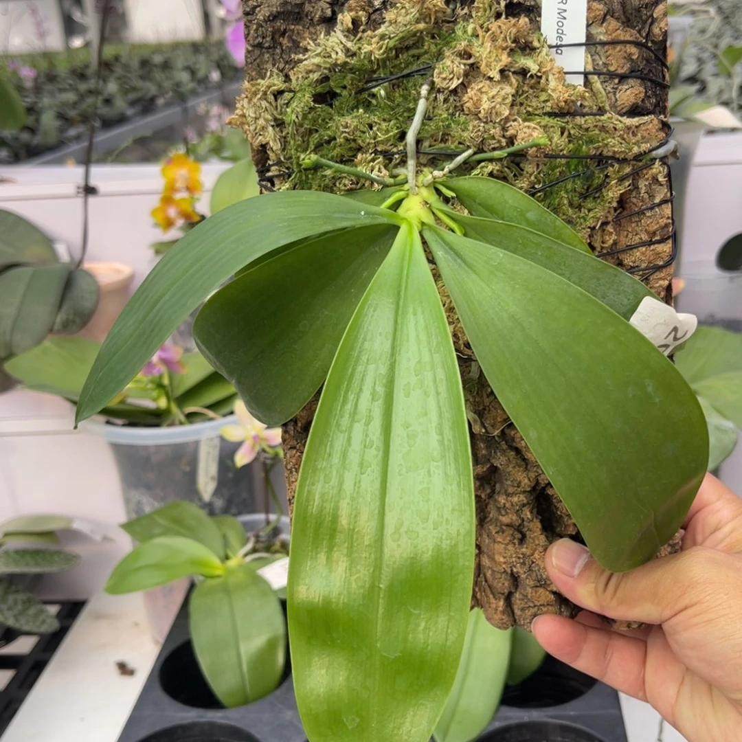 完全开放2009 板植五梗羞花盾 一物一拍