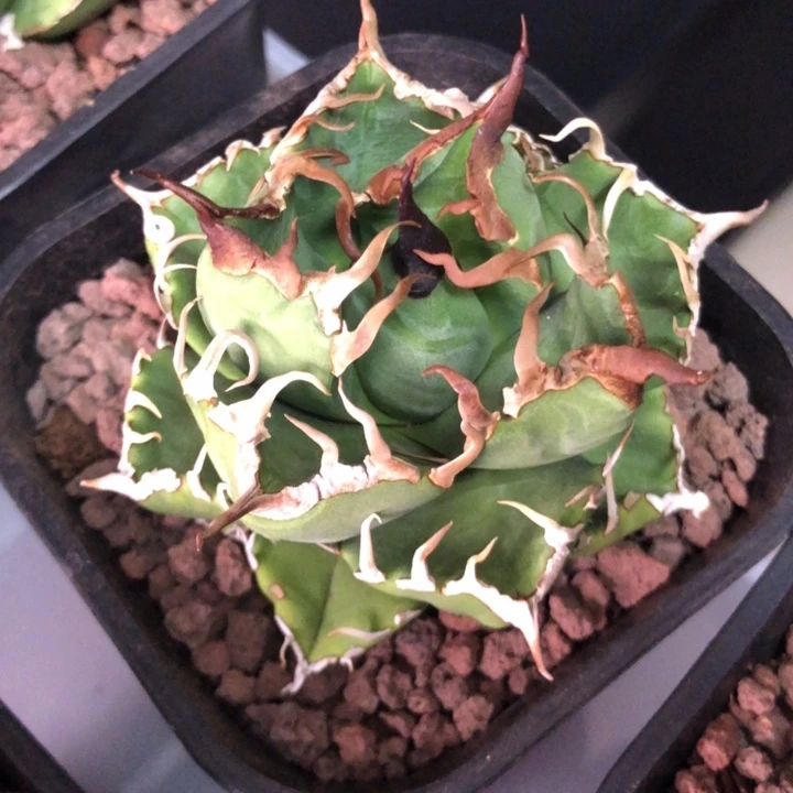 魔丸仁王冠龙舌兰