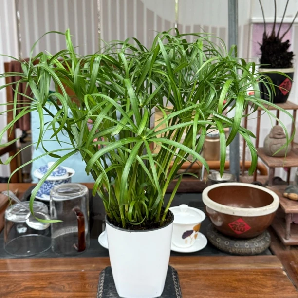 水生水培土培植物风车草鱼缸水缸池塘水竹四季常青