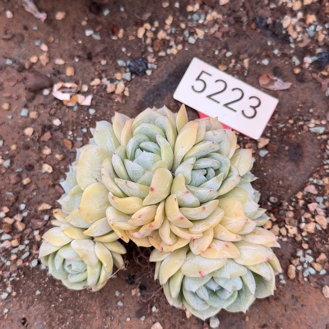 5223。       劳林朵朵缀