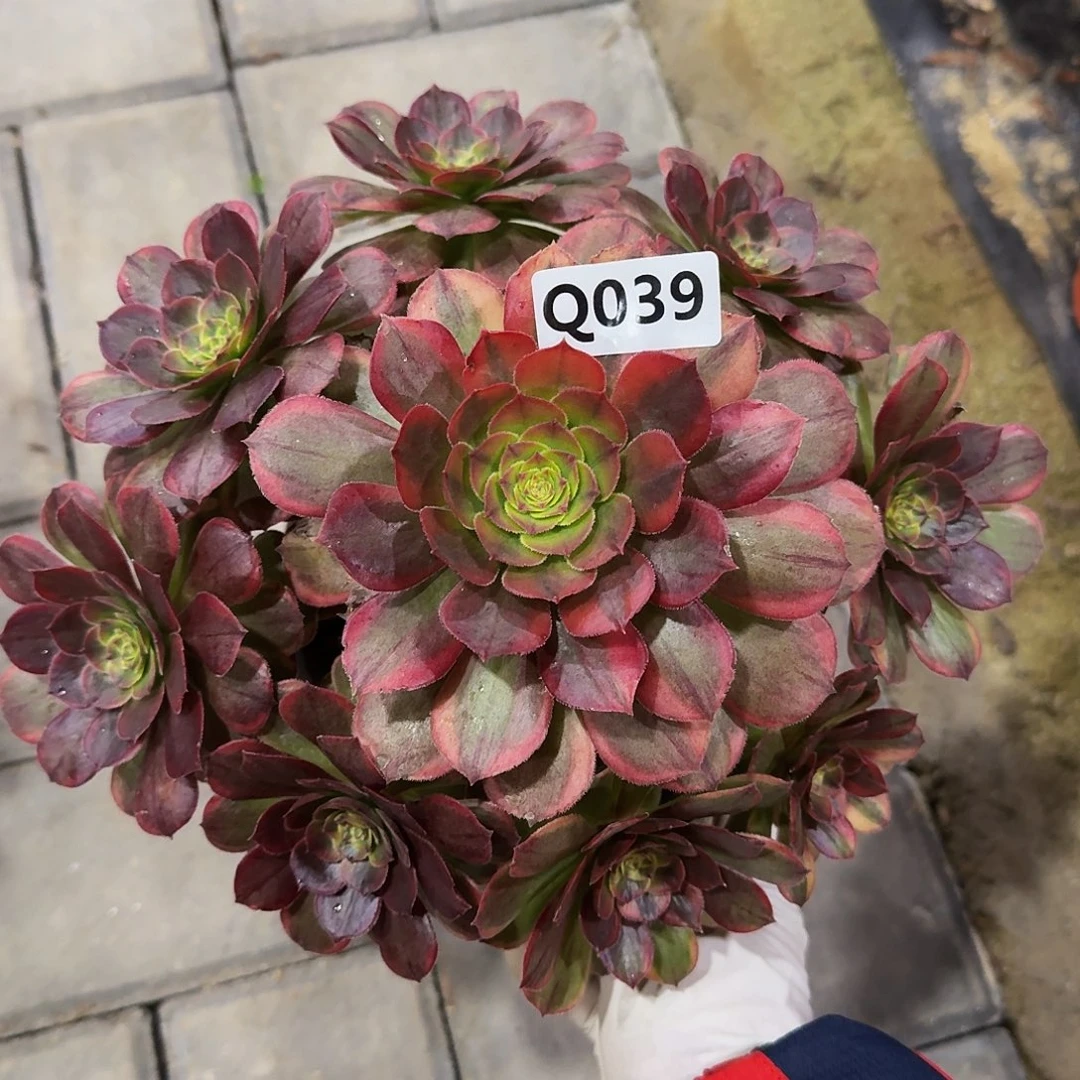 039火狐33冠服22左右