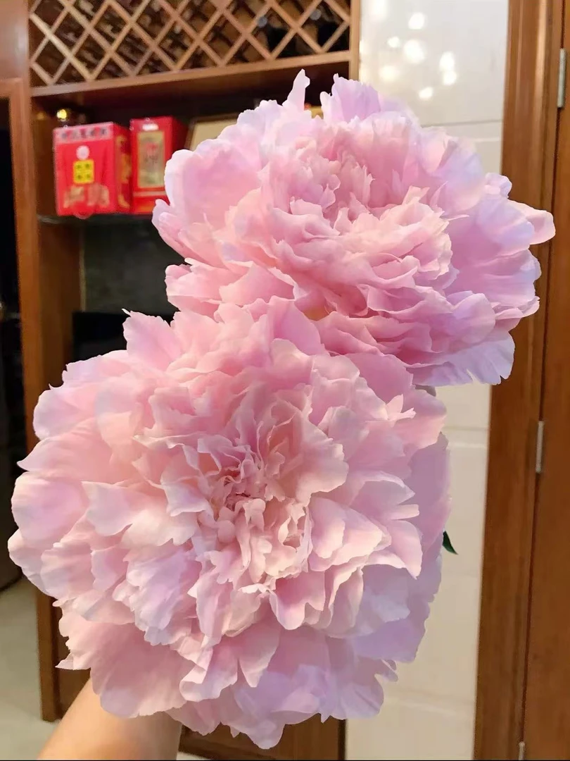 【艾伯特克劳斯】观赏性芍药 先发肥料 秋天发种苗