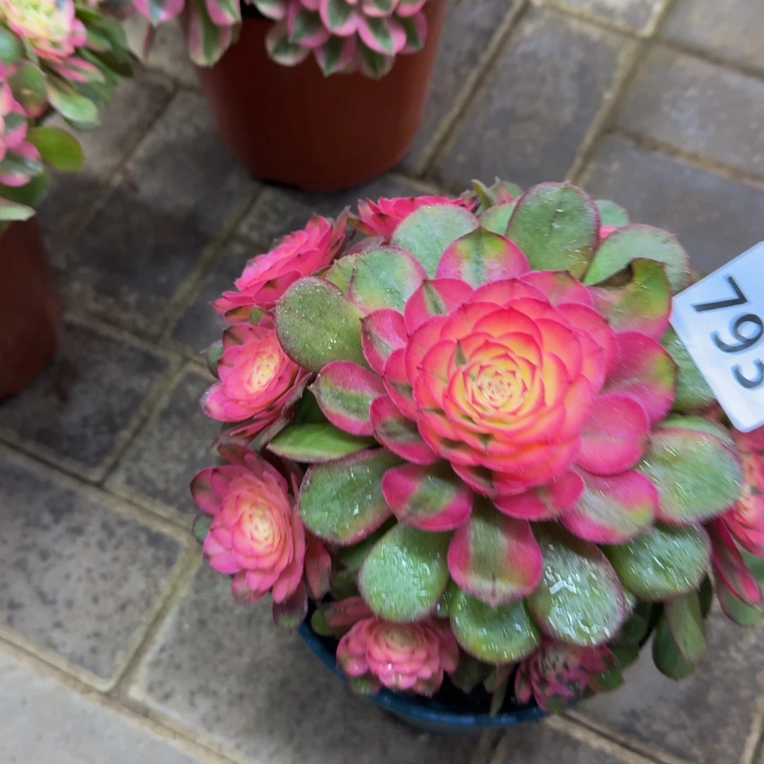 多肉植物793荔枝 法师