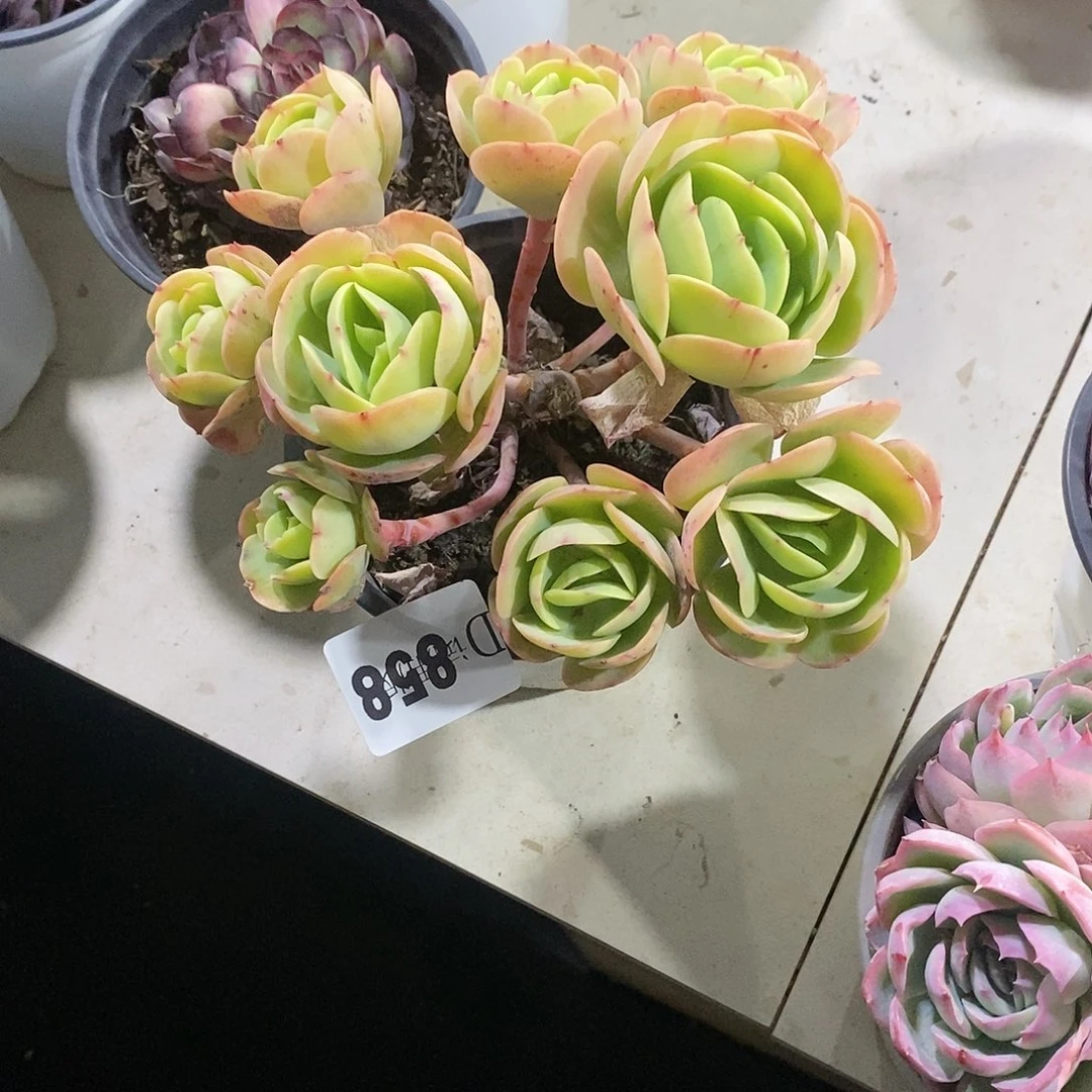 小*858碧桃多肉植物