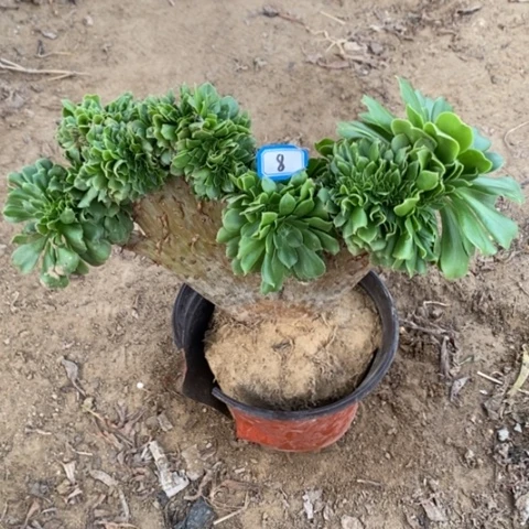 绿杨蓉缀一物一拍