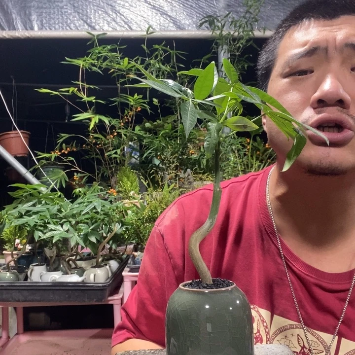 小***鱼以实际为准盆景绿植盆栽24