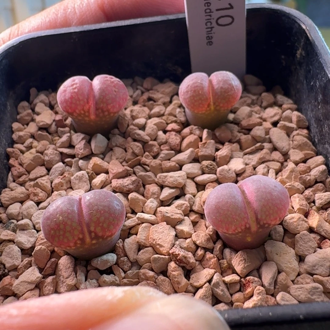 Z***2云缦精品番杏6.12