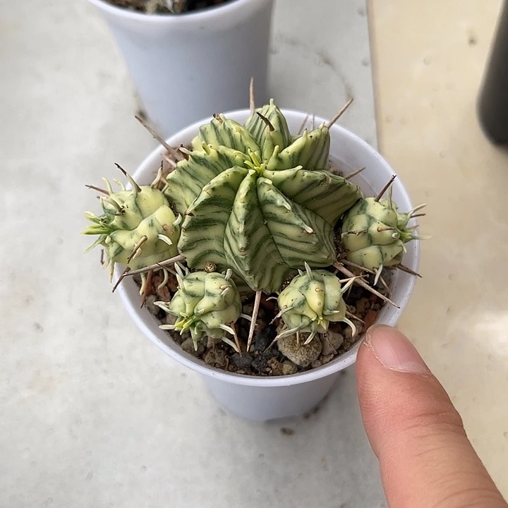 无花朵斑马锦仙人球一物一拍