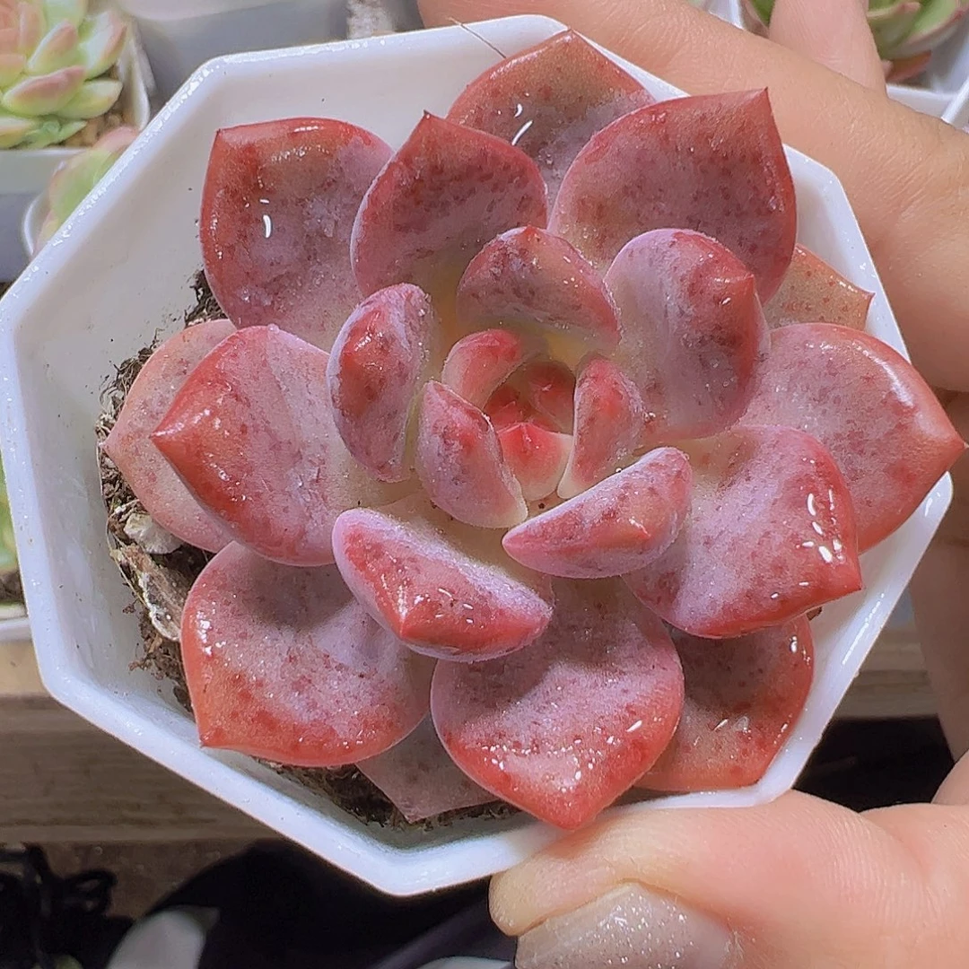 爱丽儿19包邮多肉