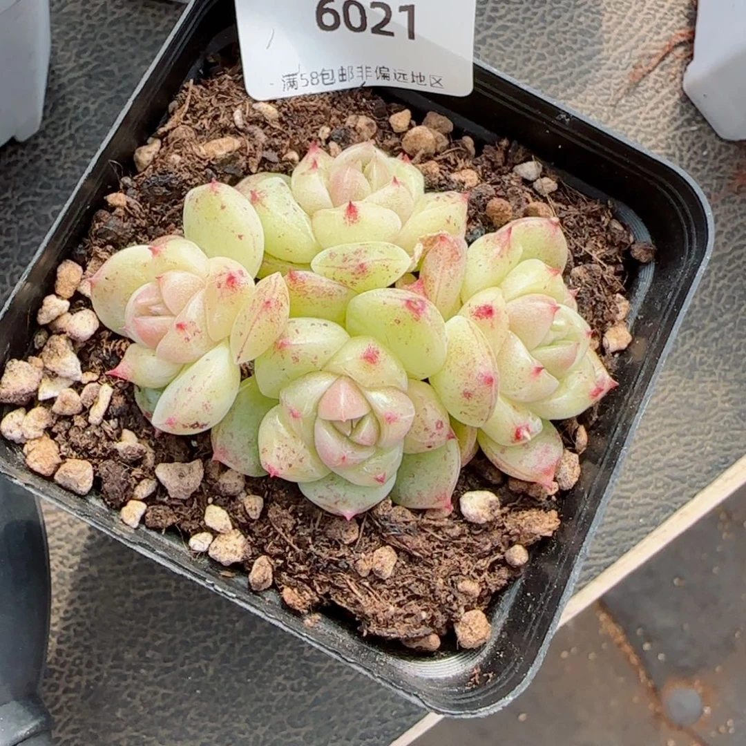 白底珍妮群，6021多肉植物