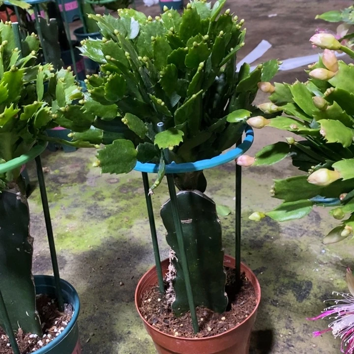 当前无花栽培后可以开花低**人037嫁接2228
