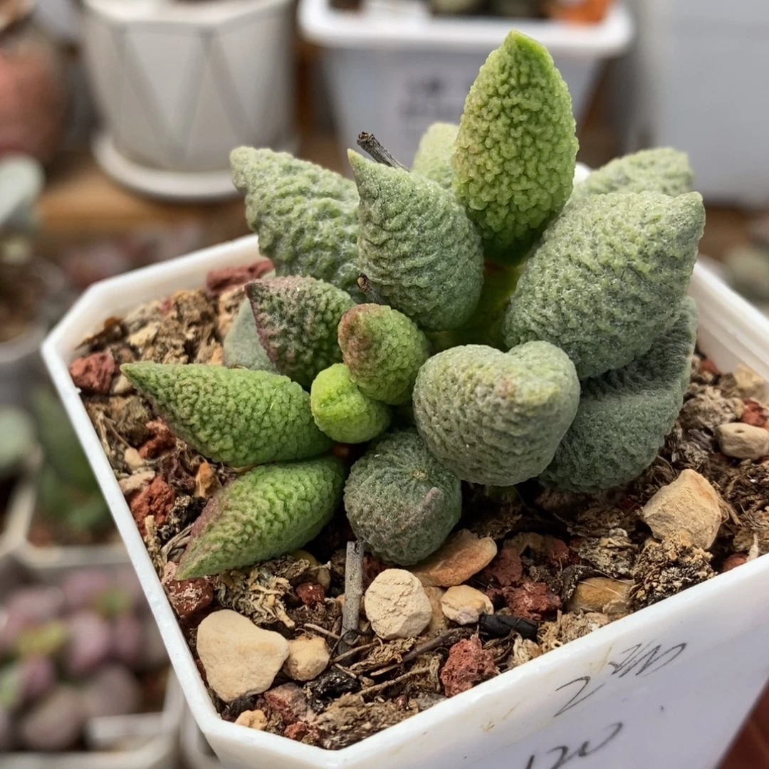 实生2号水泡多肉植物
