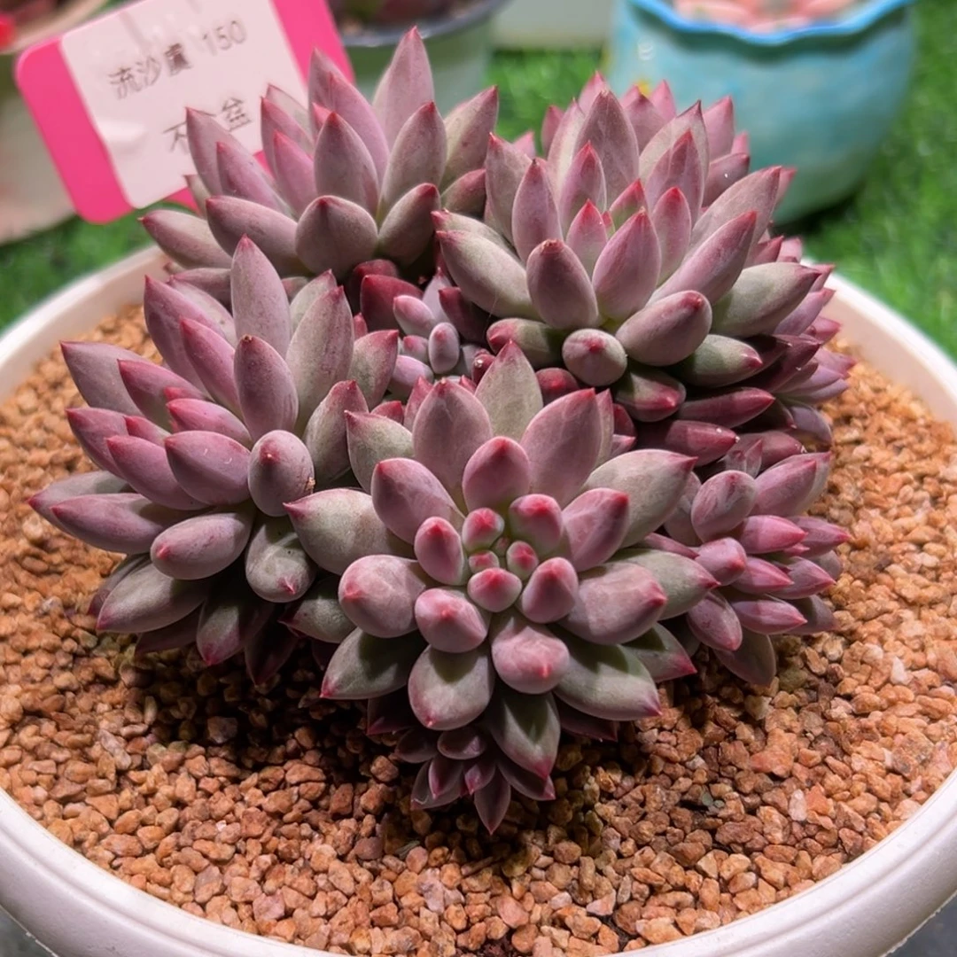 流沙虞，一物一拍。