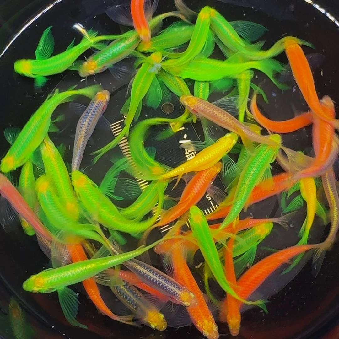斑马鱼蝶翼斑马微瑕疵46