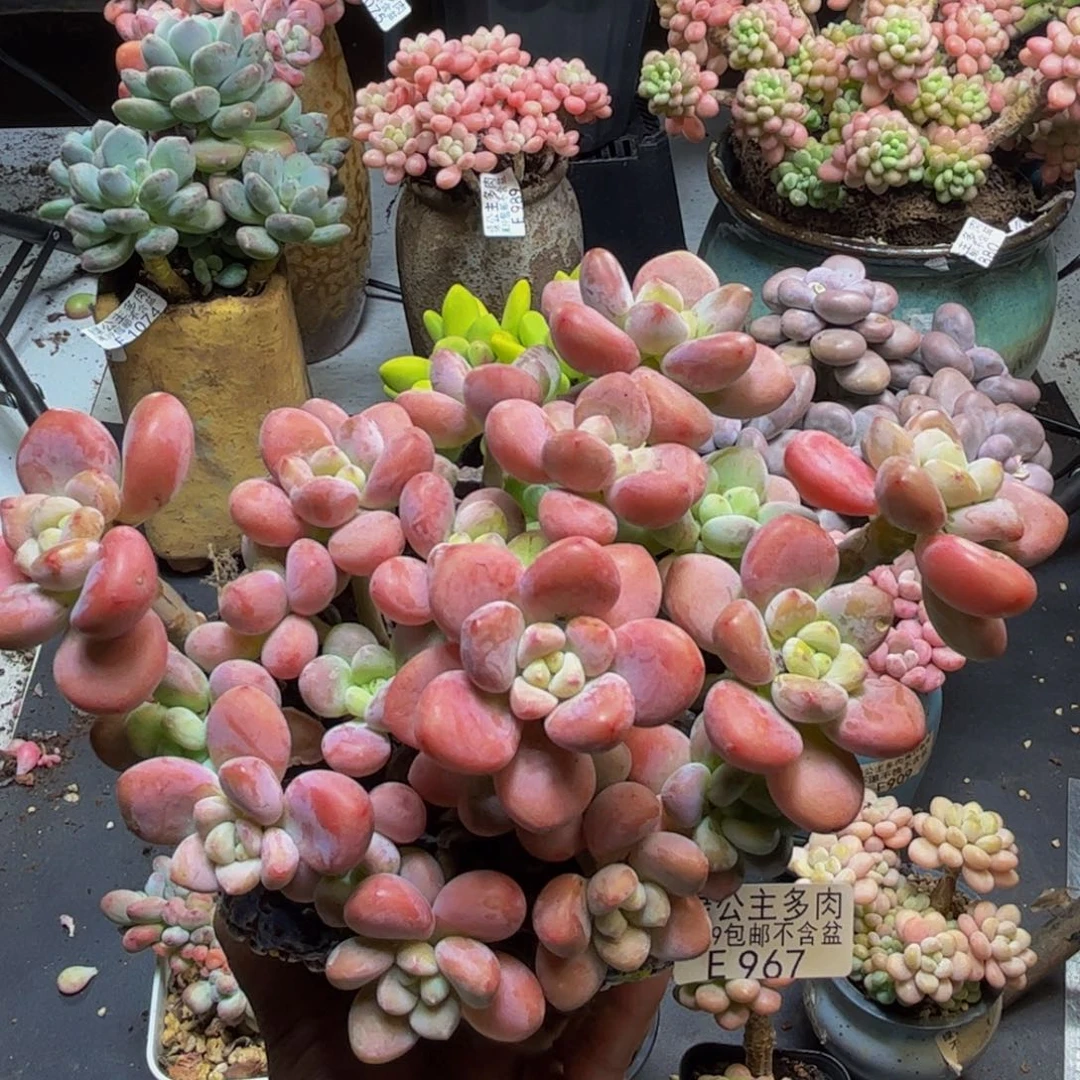 樱花洛神967/15cm多肉