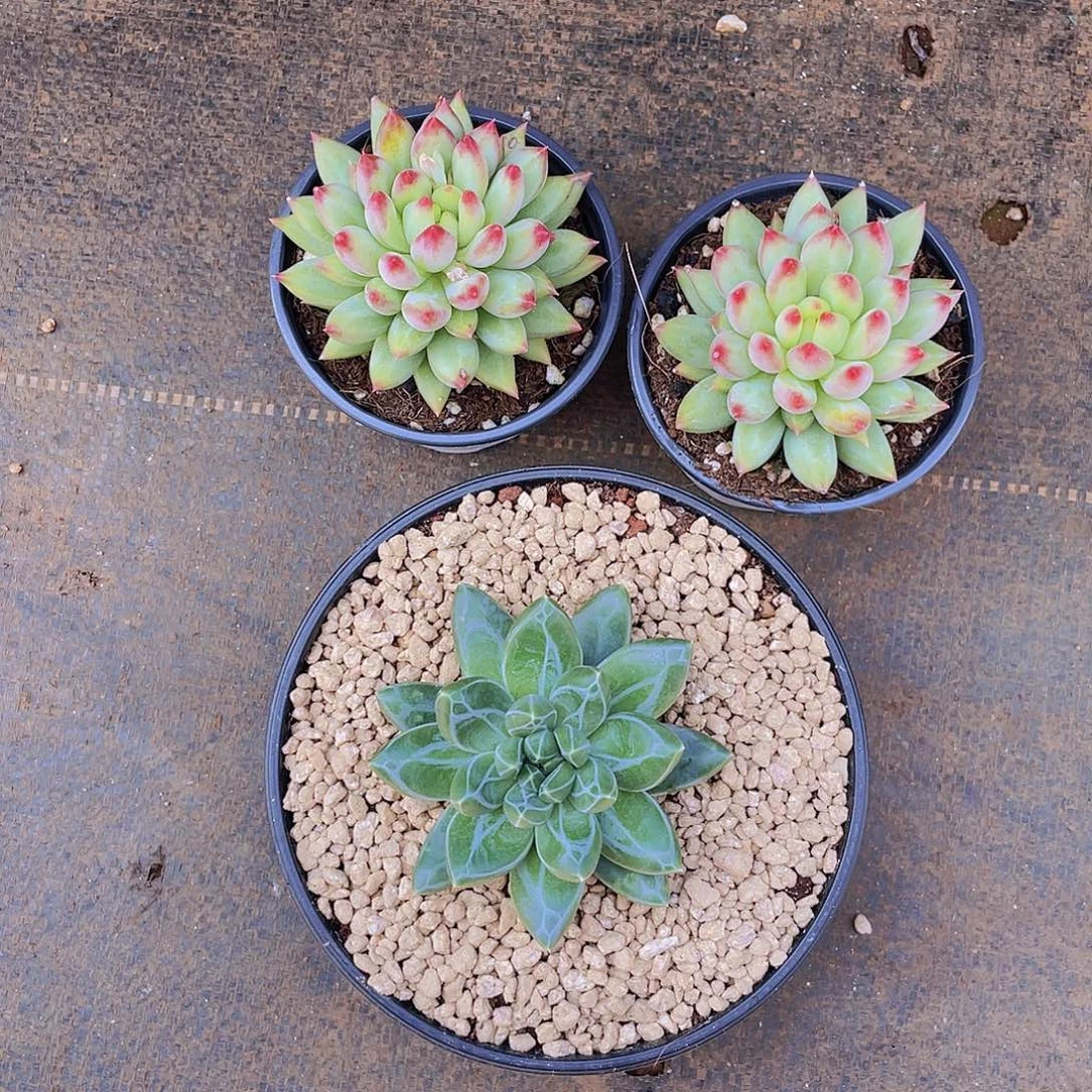 L***JL姐多肉链接的时候