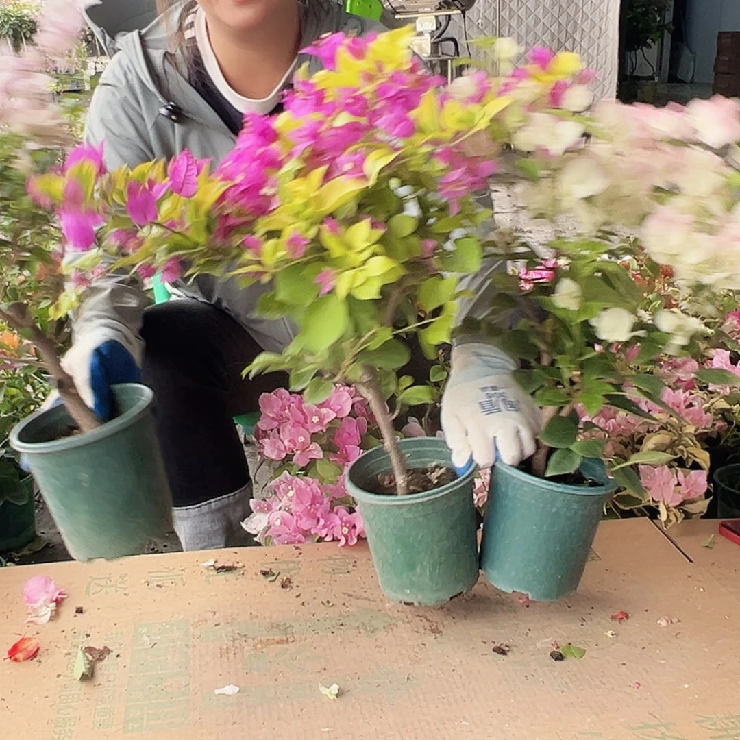 大部分花苞少量开放苹果花，金钱豹，绿樱组合