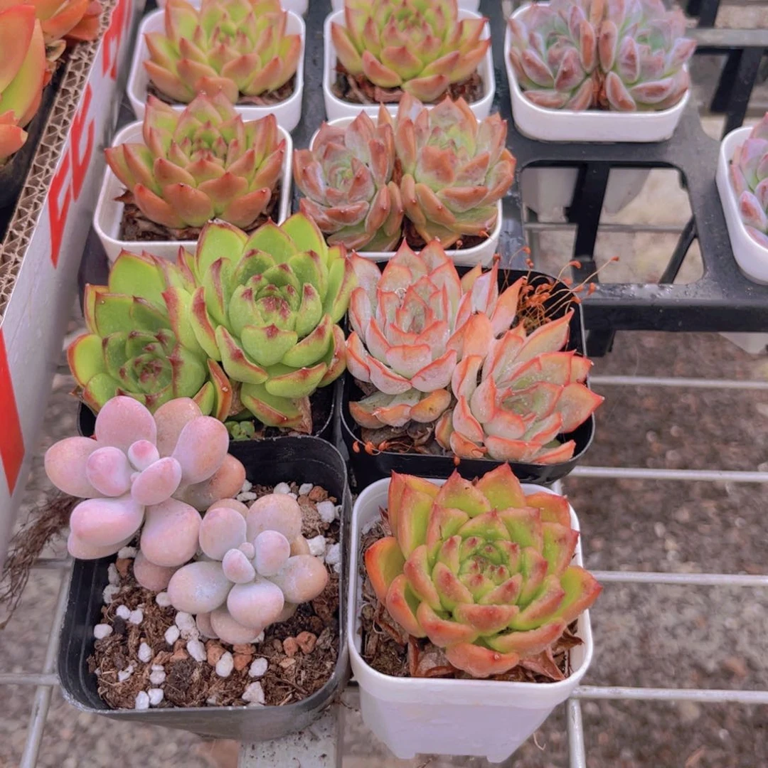 月亮石多➕桃蛋双头➕安斯顿➕菲欧娜➕