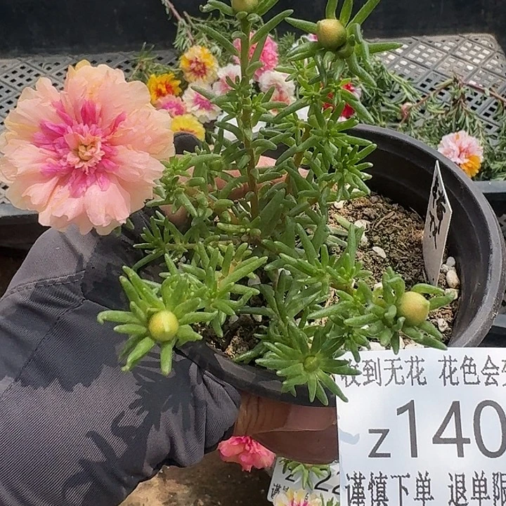 Z140量拍草莓甜心超小苗花色会变盆口11cm