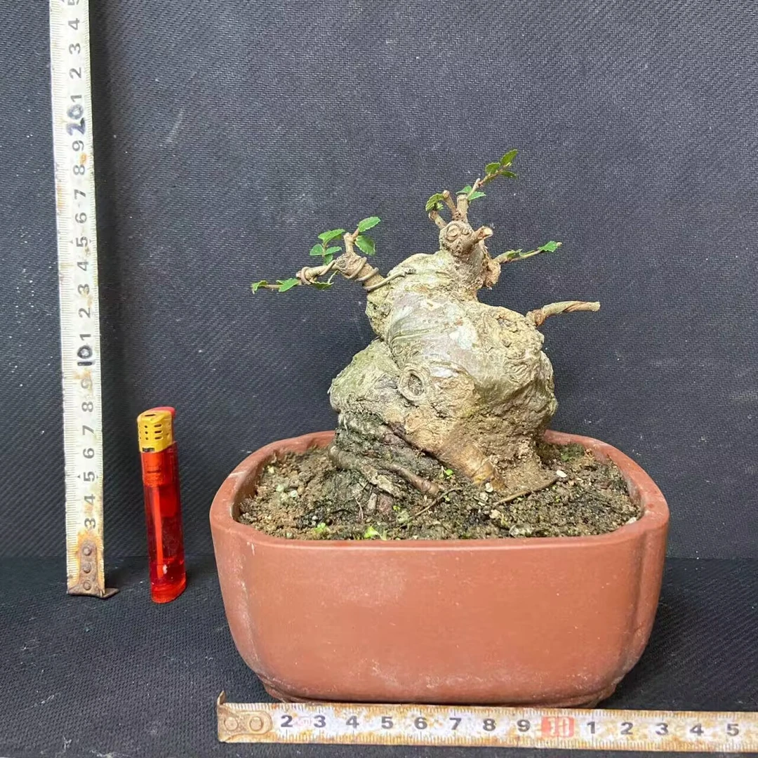 榆树年功老桩镂空碳化一张皮矮霸年功悬崖抱石临水小精品截干蓄枝