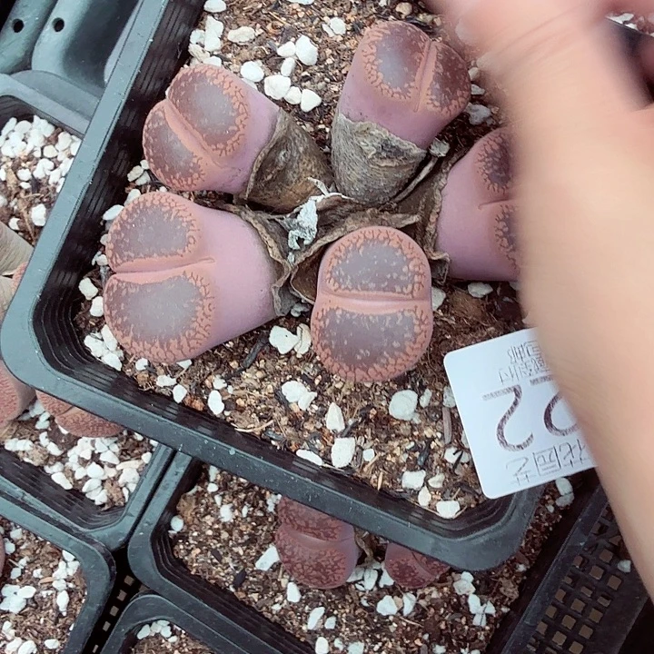 就可以用这笔的522不