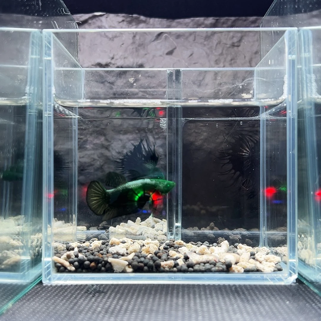 斗鱼精品精品精品精品