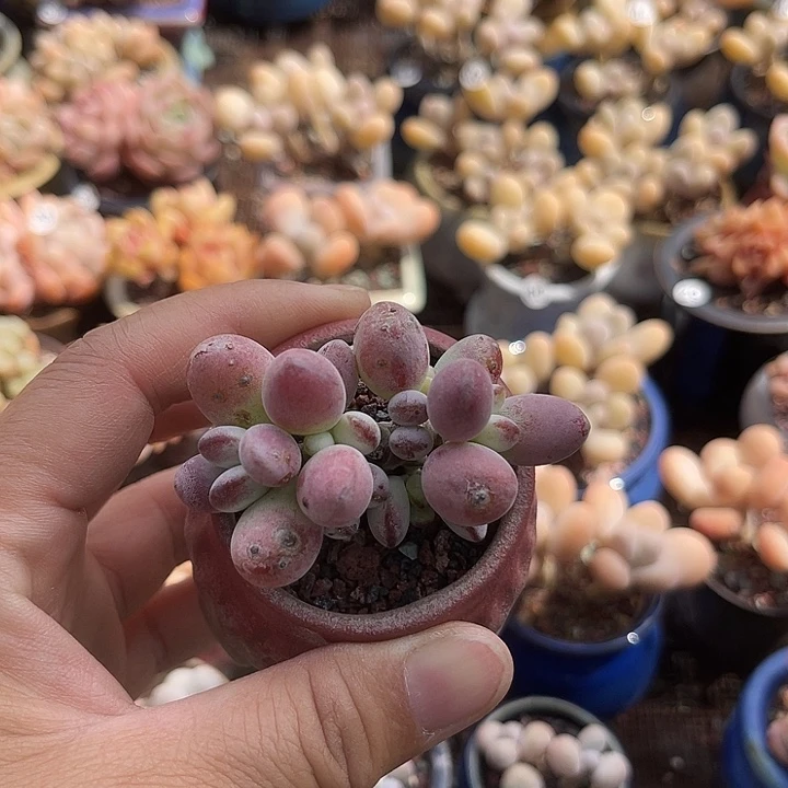 N****O一物一拍原盆原图