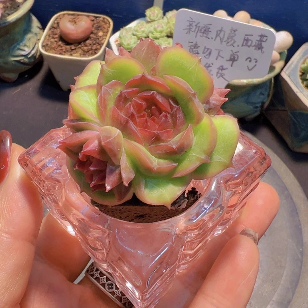 拒**虑新品，多肉植物，