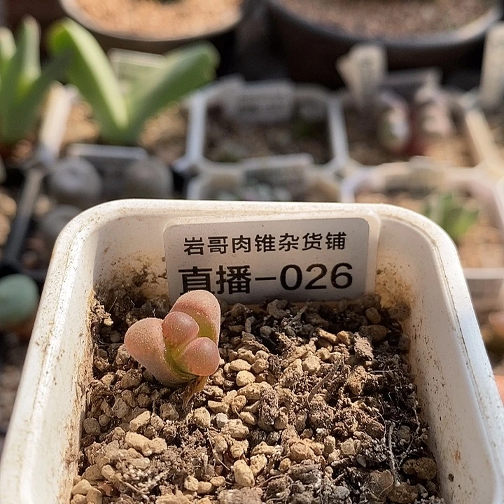 C10大型红风铃一颗