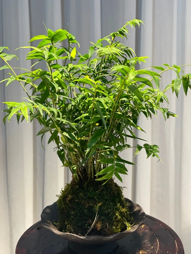 水培苔藓球小叶米竹室内盆栽好养易活四季常青绿植